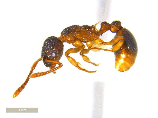 Image of Myrmica punctiventris Roger 1863