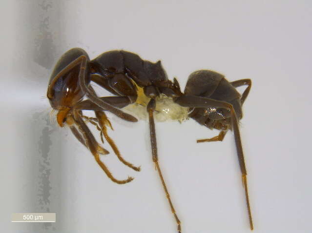 Image of Dorymyrmex grandulus (Forel 1922)