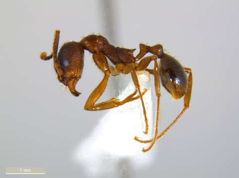 Image of Aphaenogaster rudis-texana
