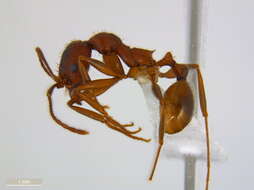 Image of Aphaenogaster treatae Forel 1886