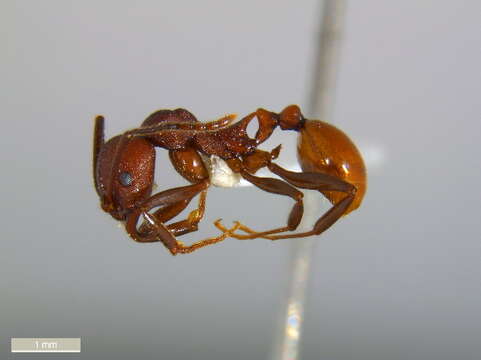 Image of Aphaenogaster tennesseensis (Mayr 1862)