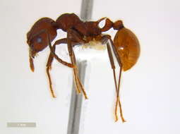 Image of Aphaenogaster tennesseensis (Mayr 1862)