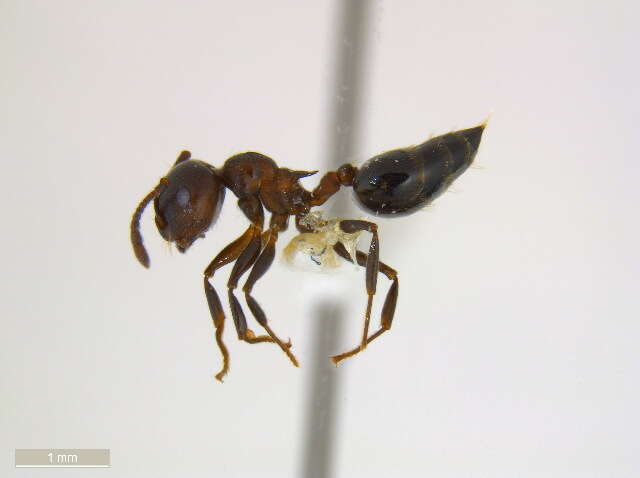 Crematogaster cerasi Fitch 1855 resmi