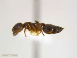 Crematogaster lineolata (Say 1836) resmi