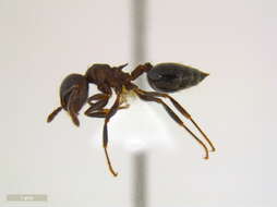 Crematogaster cerasi Fitch 1855 resmi