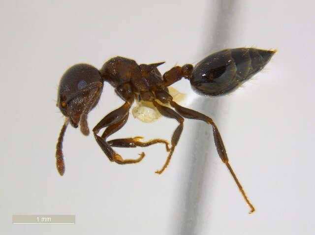 Crematogaster cerasi Fitch 1855 resmi