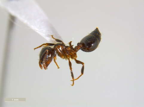 Crematogaster lineolata (Say 1836) resmi