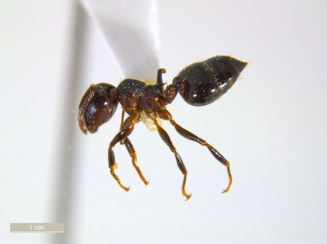 Crematogaster lineolata (Say 1836) resmi