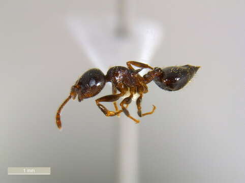 Crematogaster lineolata (Say 1836) resmi