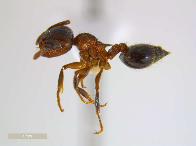 Crematogaster lineolata (Say 1836) resmi