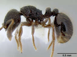 Image de Adelomyrmex paratristani