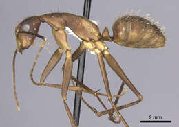 Plancia ëd Camponotus