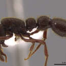 Image of Cerapachys