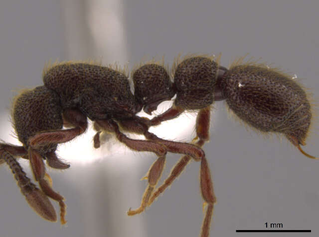 Image of Cerapachys