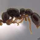 Image of Cerapachys