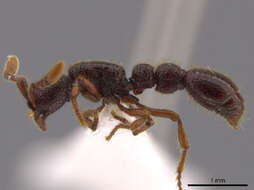 Image of Cerapachys