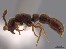 Image of Cerapachys