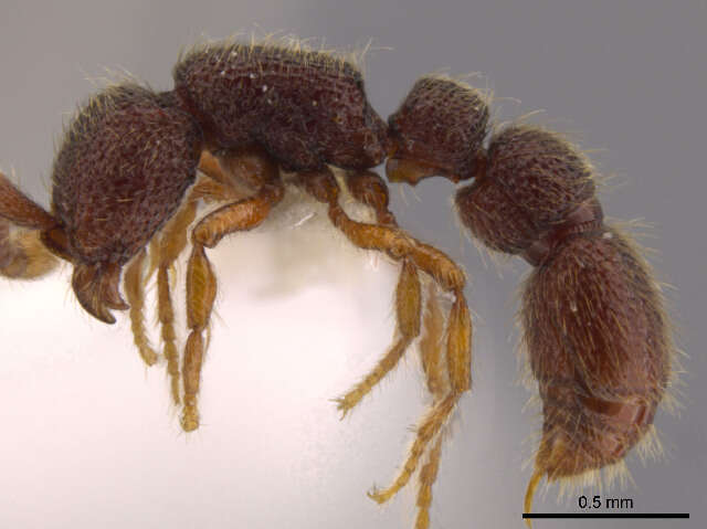 Image of Cerapachys