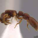 Image of Cerapachys