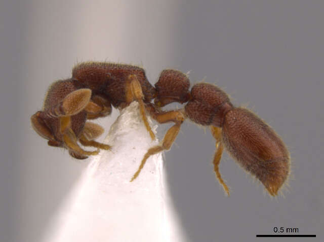 Image of Cerapachys