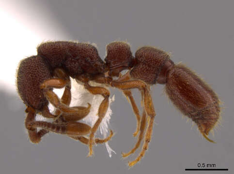 Image of Cerapachys