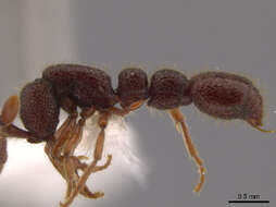 Image of Cerapachys