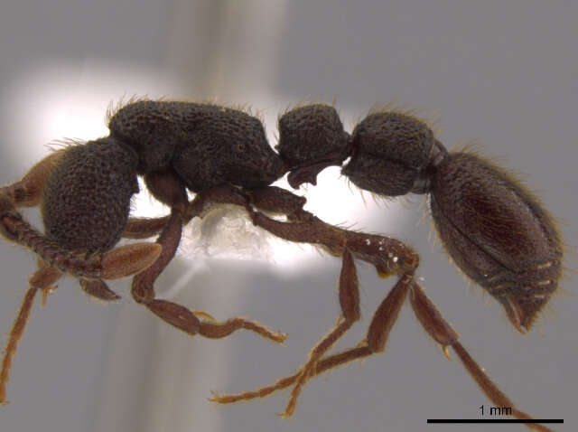 Image of Cerapachys