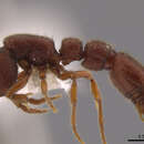 Image of Cerapachys