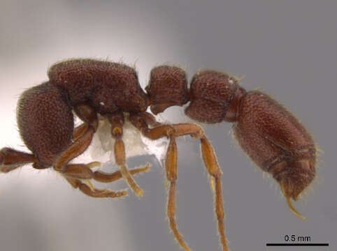 Image of Cerapachys