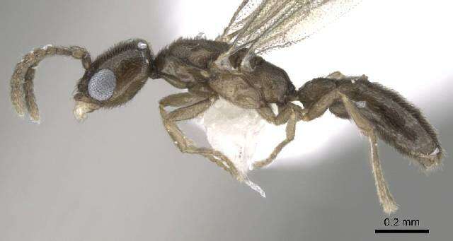 Image of Paraprionopelta