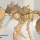 Image of Trachymyrmex