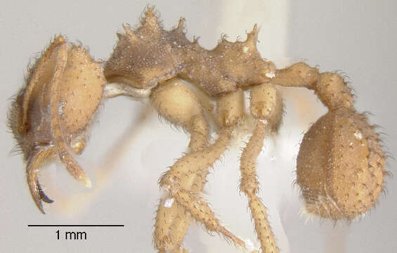 Image of Trachymyrmex