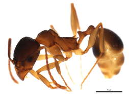 Image of Aphaenogaster rudis-texana