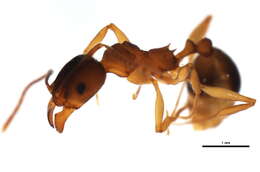 Image of Aphaenogaster rudis-texana