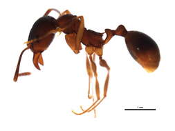 Image of Aphaenogaster rudis-texana