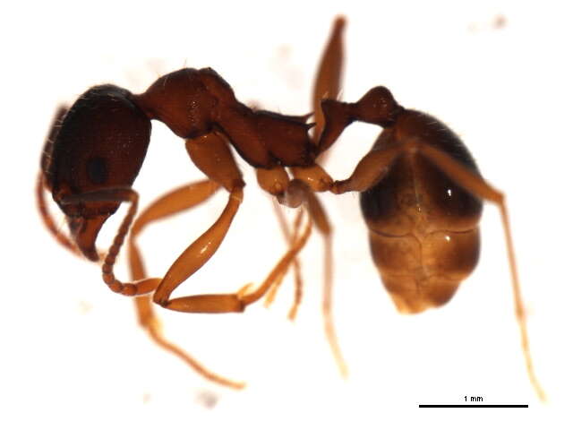 Image of Aphaenogaster rudis-texana