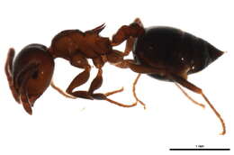 Crematogaster cerasi Fitch 1855 resmi