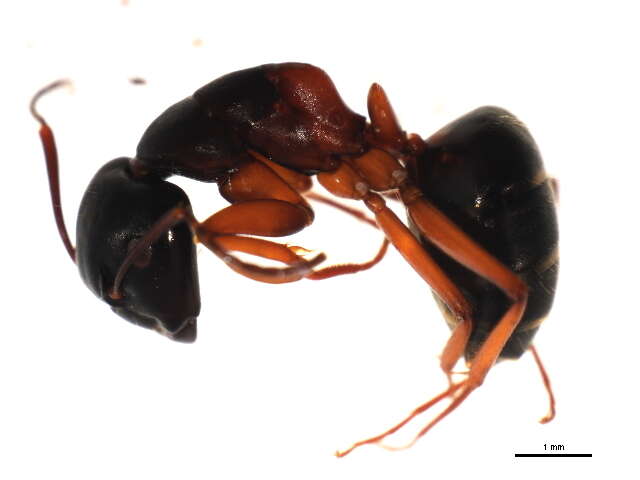 Image of (Western) black carpenter ant