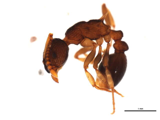 Image of Myrmica punctiventris Roger 1863