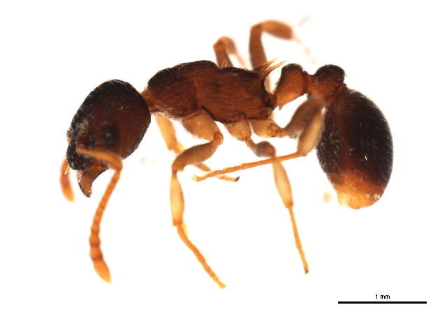 Image of Myrmica punctiventris Roger 1863