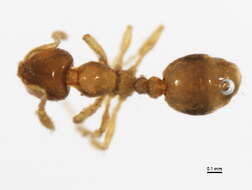 Image of Solenopsis molesta