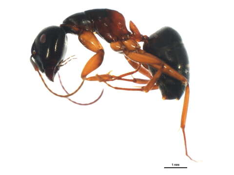 Plancia ëd Camponotus modoc Wheeler 1910