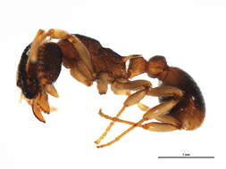 Image of Myrmica punctiventris Roger 1863