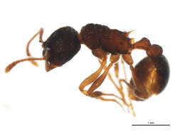 Image of Myrmica detritinodis