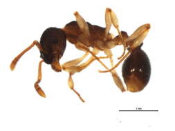 Image of Myrmica punctiventris Roger 1863