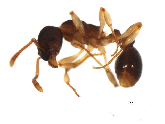 Image of Myrmica punctiventris Roger 1863