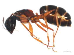 Image of (Western) black carpenter ant