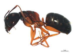 Image of (Western) black carpenter ant