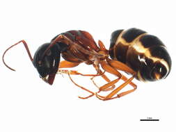 Image of (Western) black carpenter ant