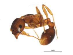 Image of Myrmica detritinodis